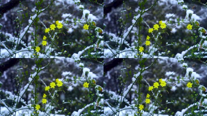 雪中唯美迎春花盛开素材