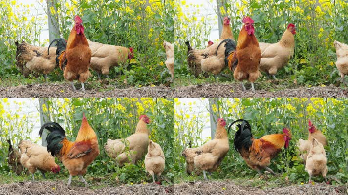 农村散养公鸡母鸡实拍镜头
