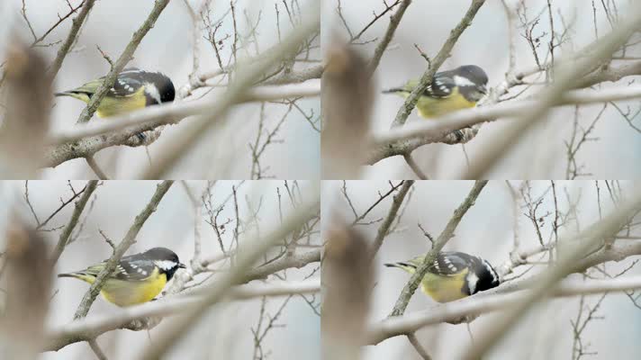 山雀鸟吃虫子特写实拍镜头