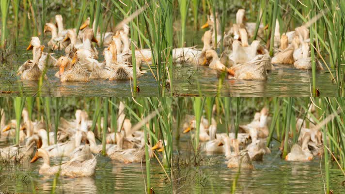 乡村散养鸭子在池塘里游泳