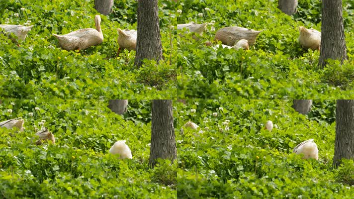 农村散养鸭子在草丛中觅食