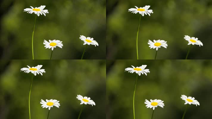 甘菊黄白色花朵实拍镜头