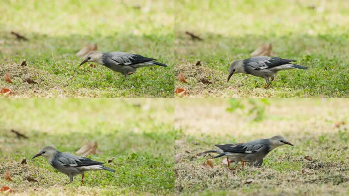 椋鸟在草里上觅食特写实拍