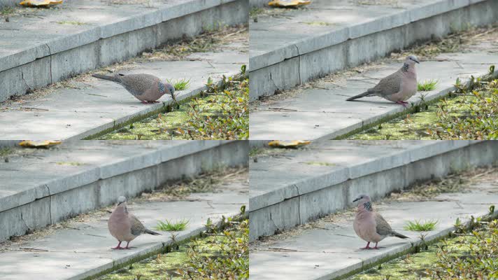 一只斑鸠鸟喝水实拍镜头