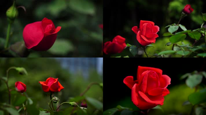4K 玫瑰花月季花盛开素材