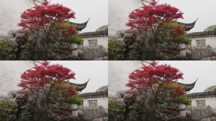苏州园林屋檐红枫叶院墙中式建筑意境唯美