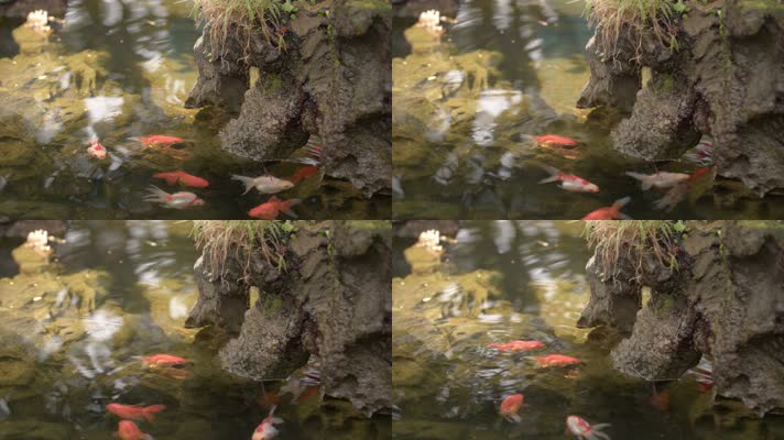 6K中式园林假山池塘水滴金鱼观赏鱼水塘
