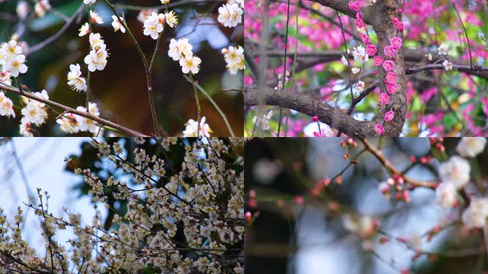 植物园公园梅花花朵开花春天风景4