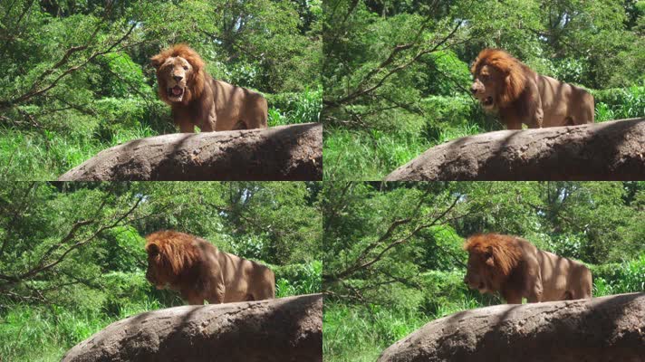 微距拍摄绿植百兽之王狮子