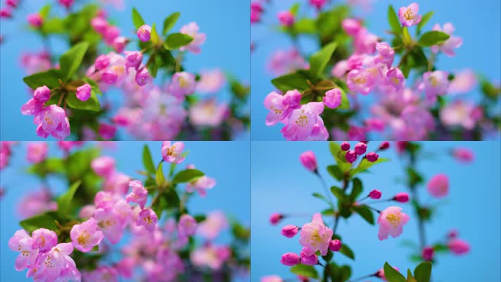 春天花朵樱花绽放过程植物延时摄影