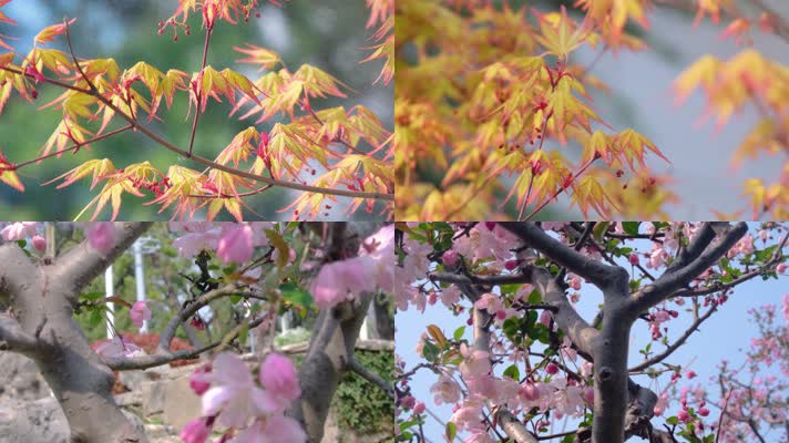 春天秋天微风吹动枫树叶樱花花朵小清新唯美风景
