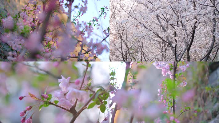 春天花朵樱花盛开植物风景40