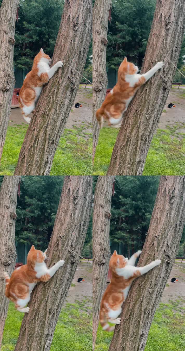 爬上树的猫咪