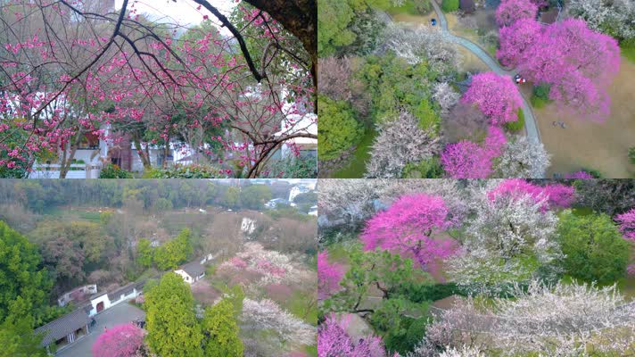 杭州植物园灵峰探梅公园梅花风景航拍