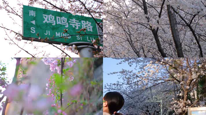 南京玄武区古鸡鸣寺游客观赏樱花人流风景9