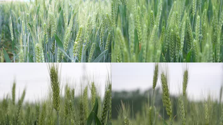 小麦 麦穗 青小麦 小麦灌浆期 粮食