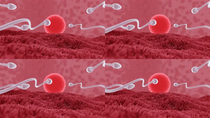 卵子和精子之间的受精前模型 3D动画4K