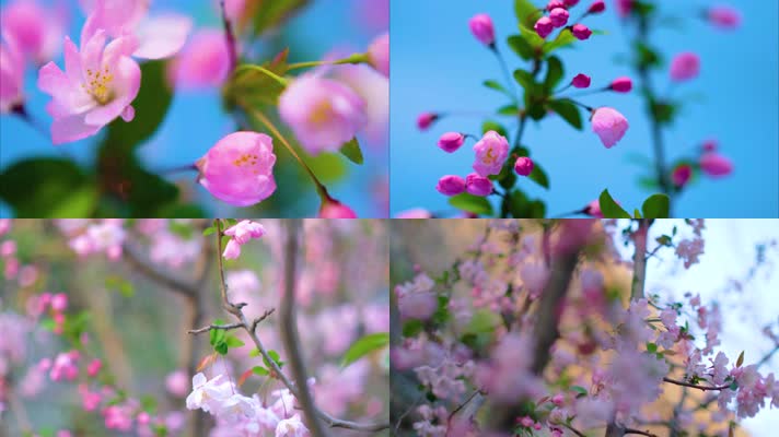 春天花朵樱花开花过程植物延时