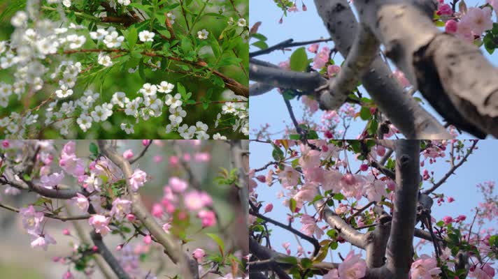 春天秋天樱花树枝叶植物特写风景4