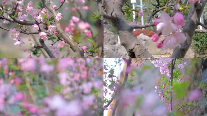 春天秋天樱花树枝叶植物风景9