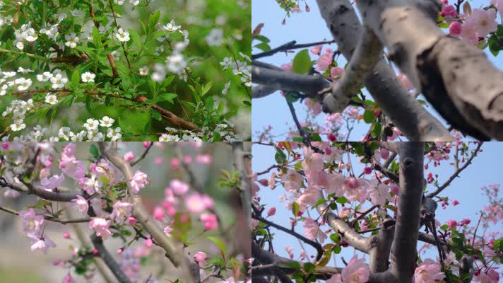 春天秋天樱花树枝叶植物特写风景9