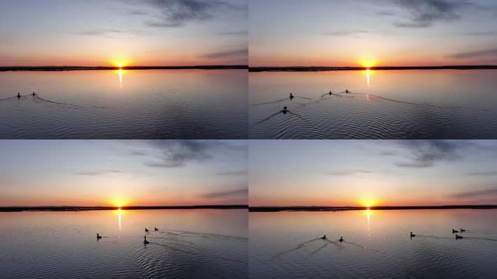 草原湿地朝霞日出水中游泳的水鸟野鸭子