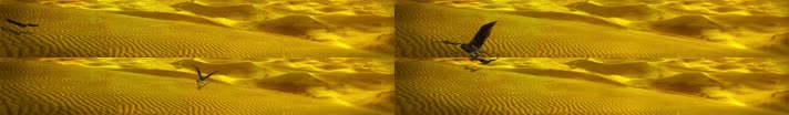 浩瀚沙漠JT23041217-1