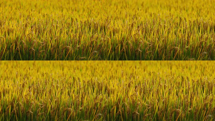 农村粮食水稻成熟了实拍