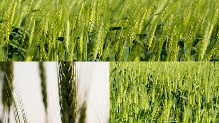 农村田野小麦粮食庄稼实拍空镜