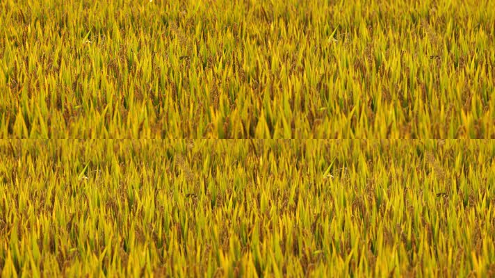 农村粮食水稻成熟实拍空镜