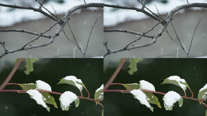冬季冬天下雪树枝树叶积雪