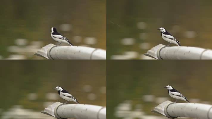 l1湿地河边鸟