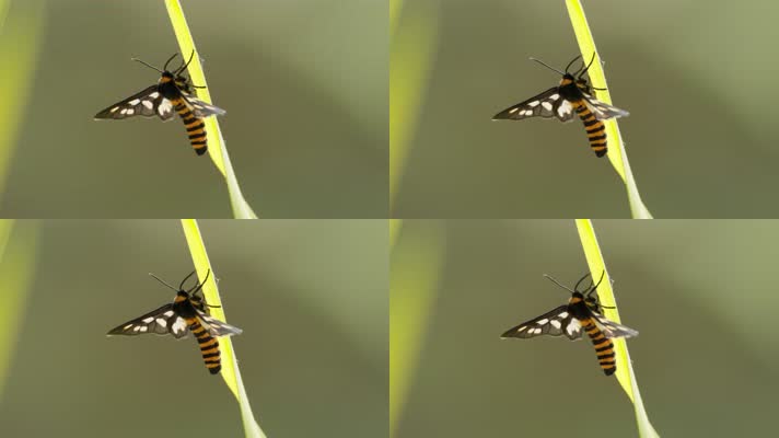 春天夏天植物上的昆虫飞蛾蝴蝶蜜蜂