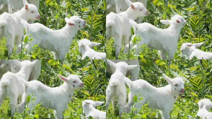 春天小羊羔吃草动物畜牧业山羊绵羊