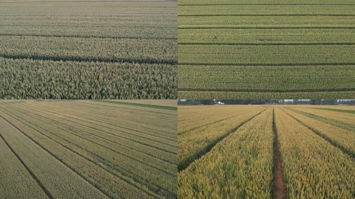 麦地 麦田 小麦 麦穗 小麦成熟 小满