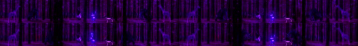 发光小鹿紫色JT230428039