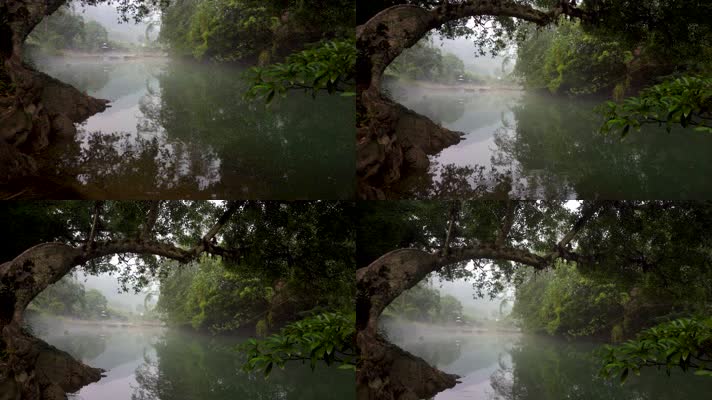 4K古树河流秘境水面