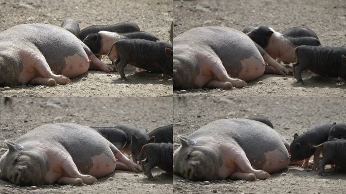 野生猪母亲哺乳可爱小猪