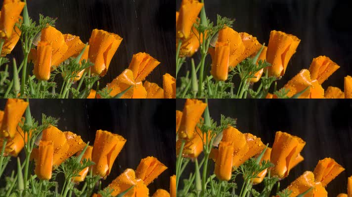雨水滴落在花朵上