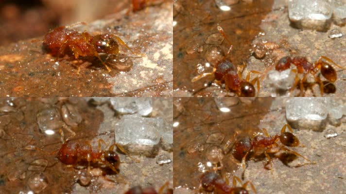 蚂蚁微距摄影蚂蚁喝水搬运冰糖昆虫