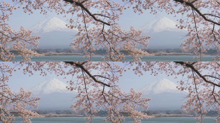 樱花树、富士山