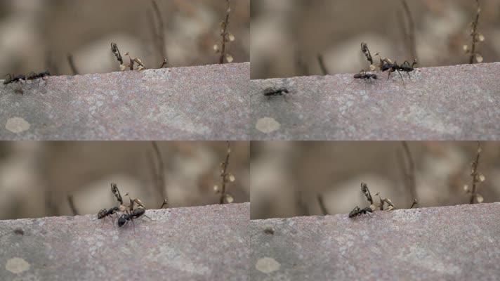 忙碌的蚂蚁群路上觅食