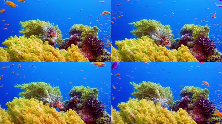 唯美海底、珊瑚、珊瑚礁