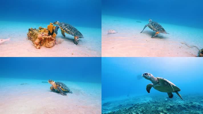 4K海底世界、海龟