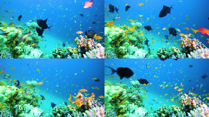 海底世界、珊瑚、彩鱼、游鱼