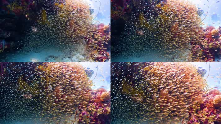 4K水下奇观、海底世界、多彩鱼群、珊瑚礁