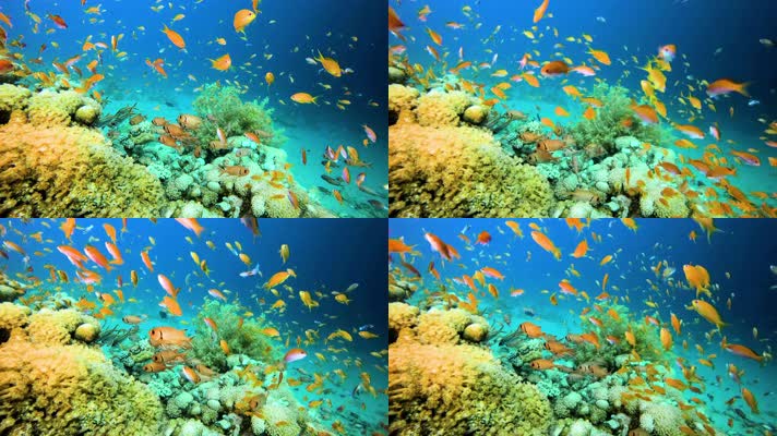 4K水下奇观、海底世界、鱼群、珊瑚
