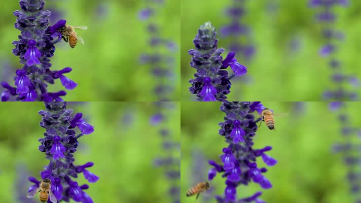2只小蜜蜂飞停在蓝花鼠尾草上采蜜