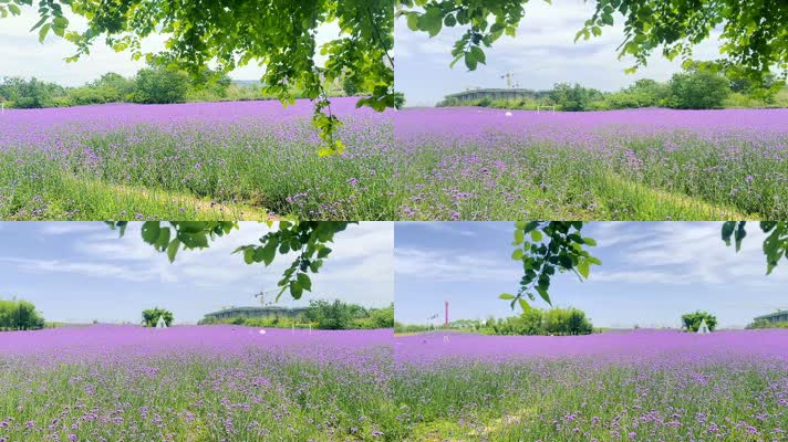 紫色薰衣草花园花圃