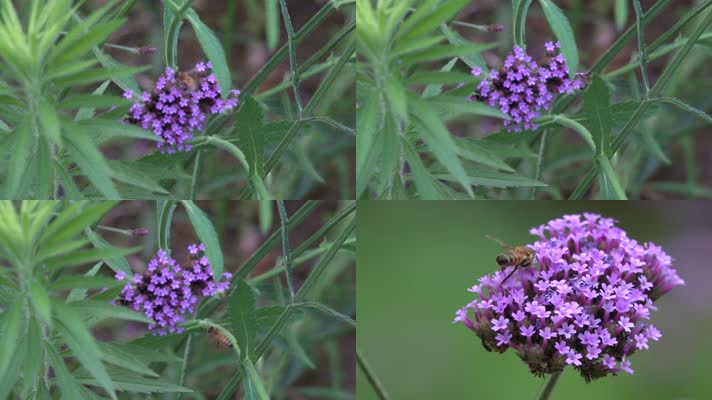 微距实拍一只小蜜蜂在花朵4k高清
